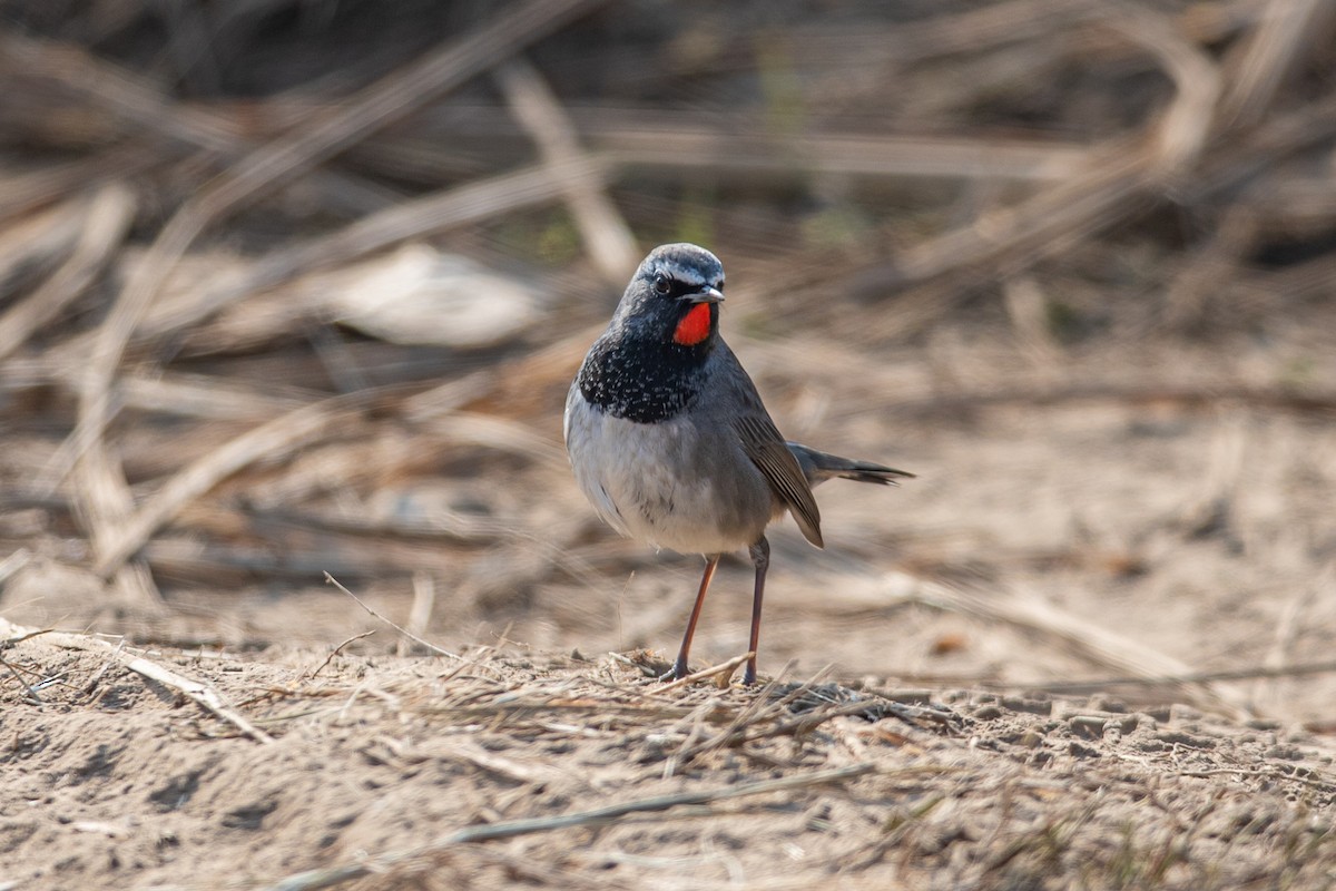 Himalayan Rubythroat - ML641553781