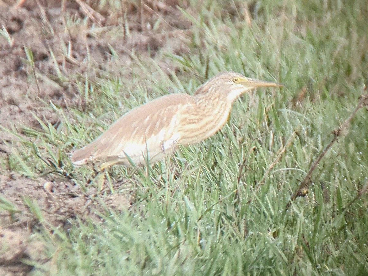Squacco Heron - ML641553788