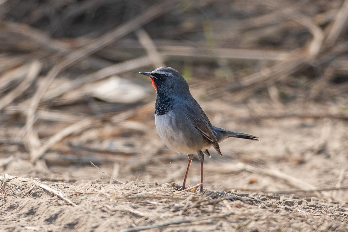 Himalayan Rubythroat - ML641553790