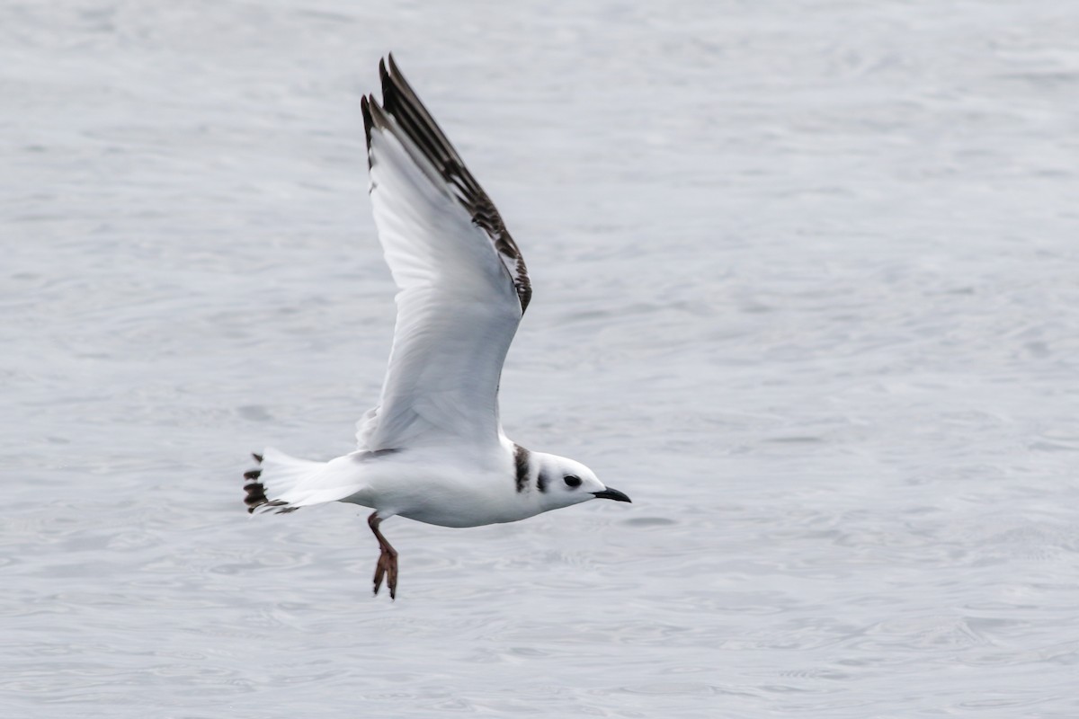 Black-legged Kittiwake - ML641553810