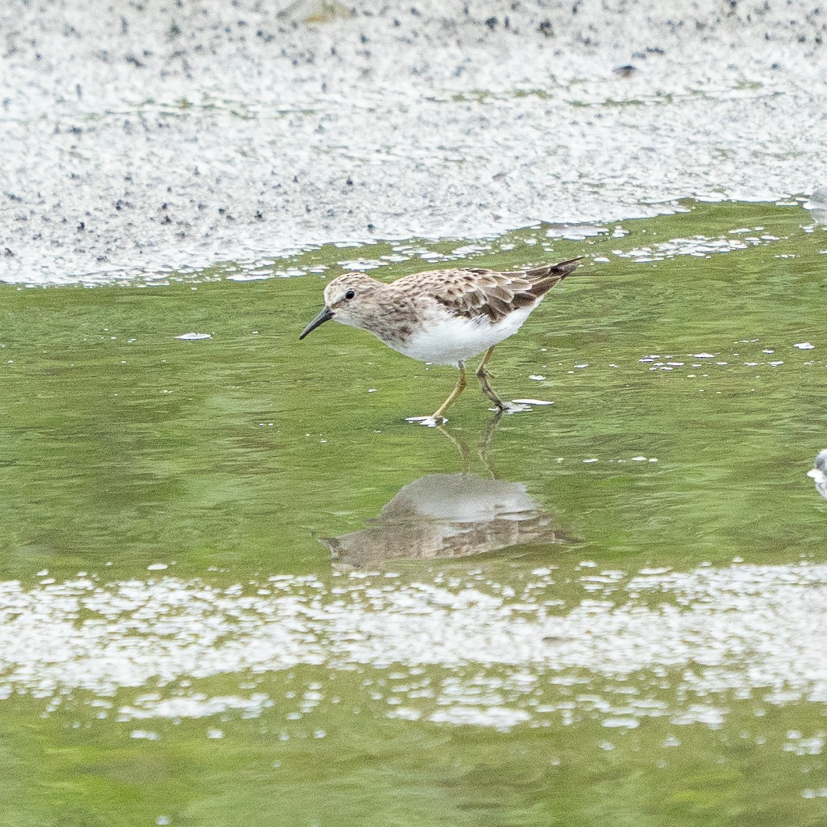 Least Sandpiper - ML641553815