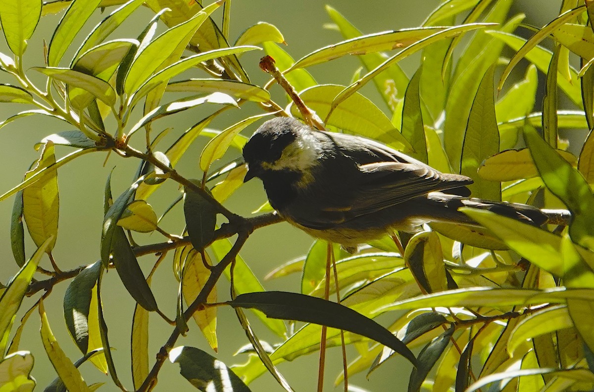 Mexican Chickadee - ML641553822