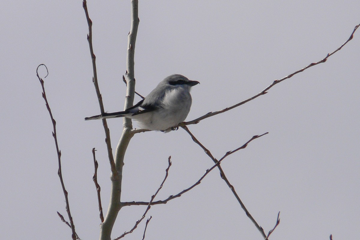 Alcaudón Boreal - ML641553900