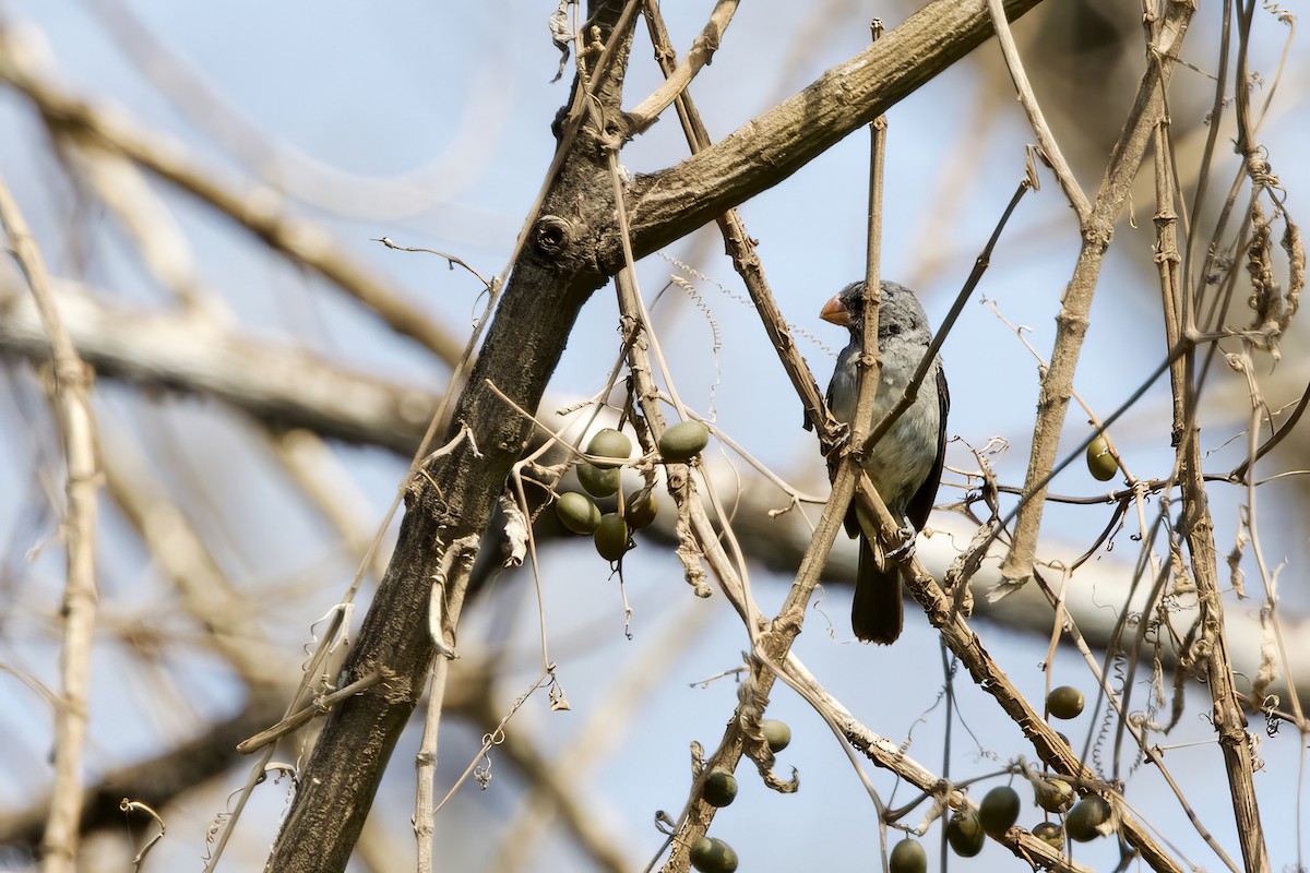 Gray Seedeater - ML641553914