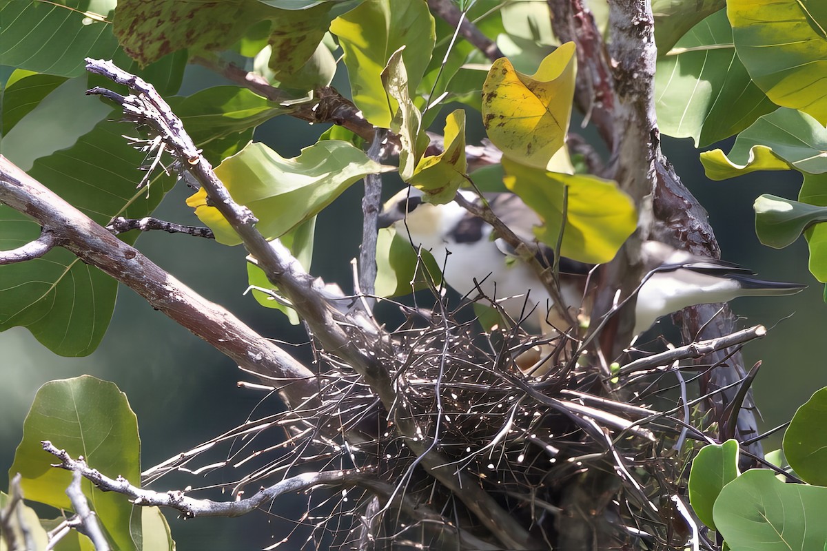 Pearl Kite - ML641553940