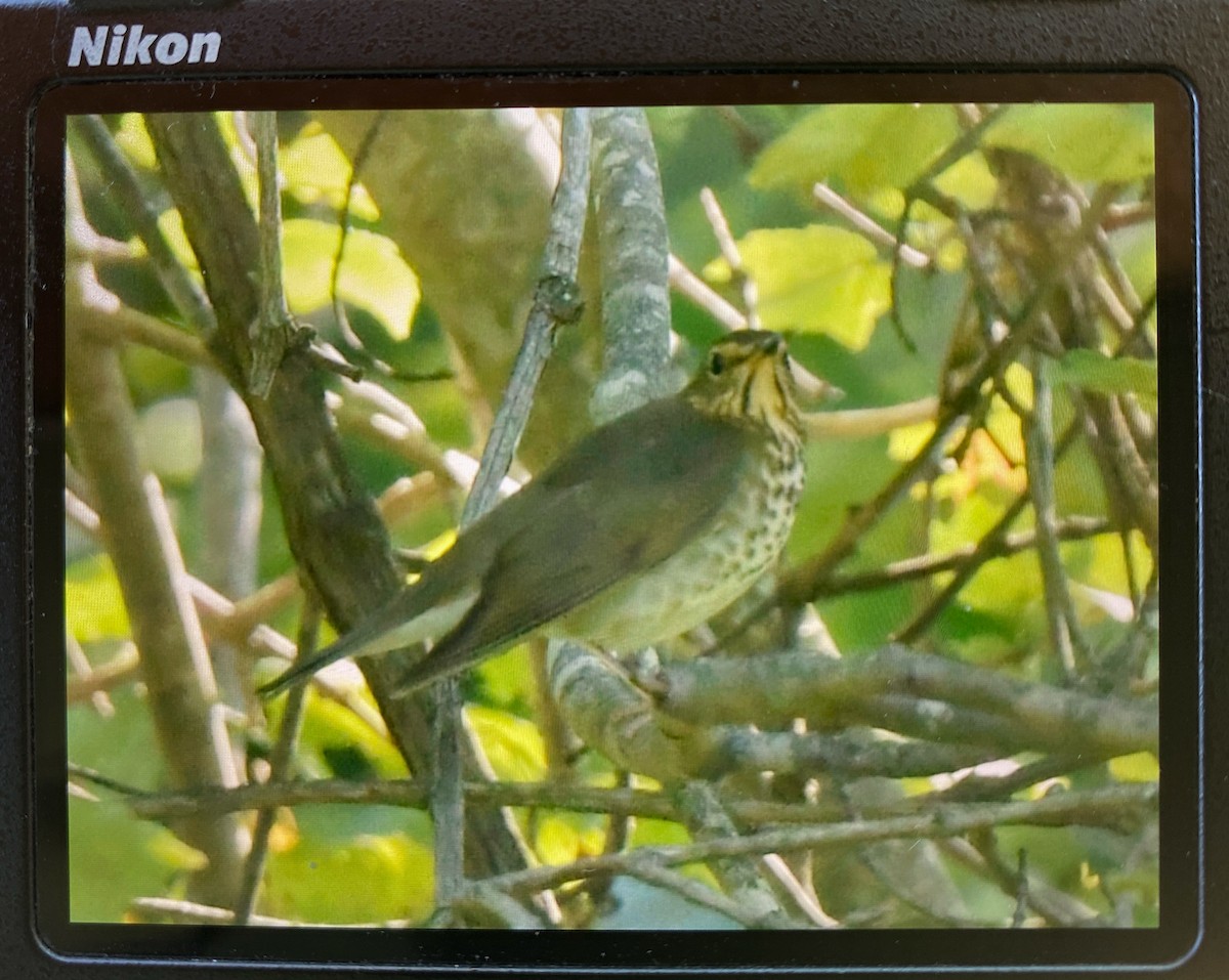 Swainson's Thrush - ML641553946