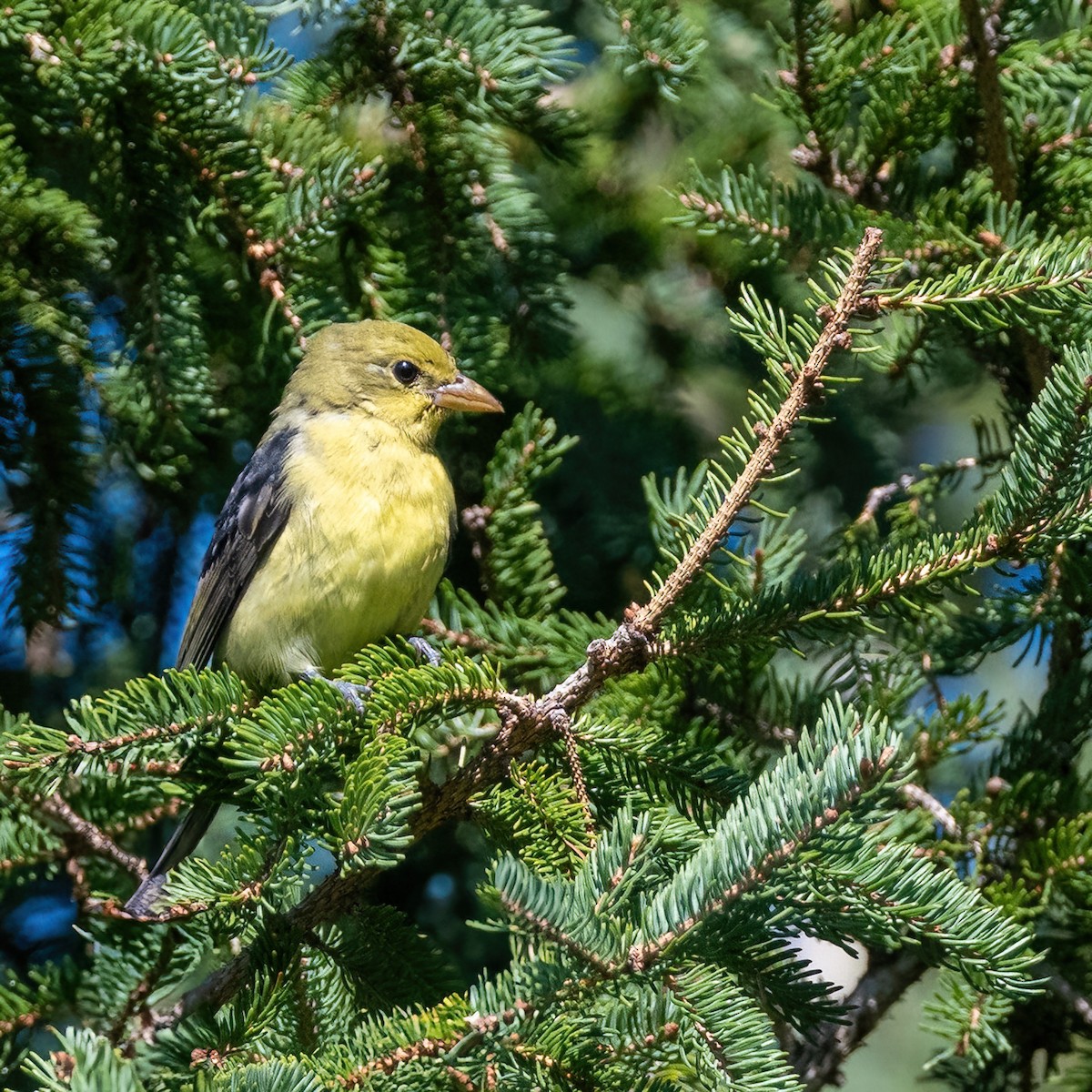 Scarlet Tanager - ML641553953