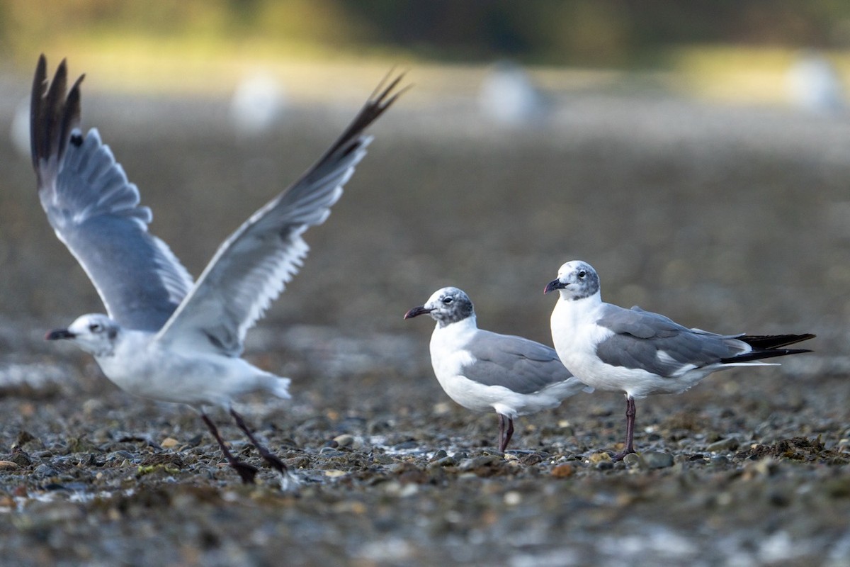 Laughing Gull - ML641553969