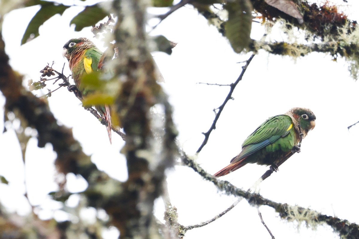 Brown-breasted Parakeet - ML641553990