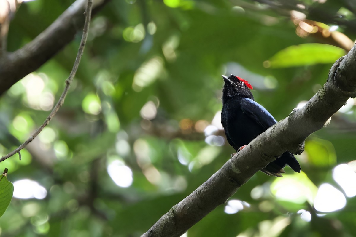 Blue-backed Manakin - ML641554041