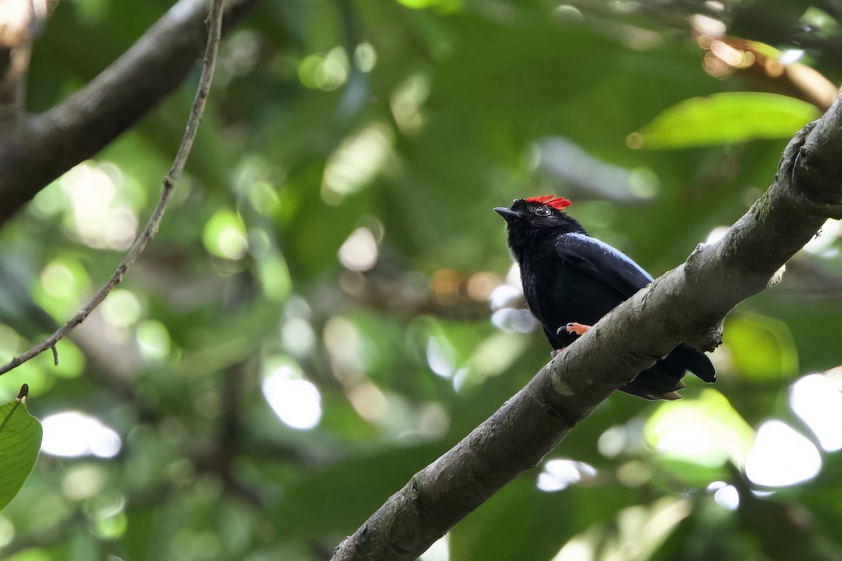 Blue-backed Manakin - ML641554042