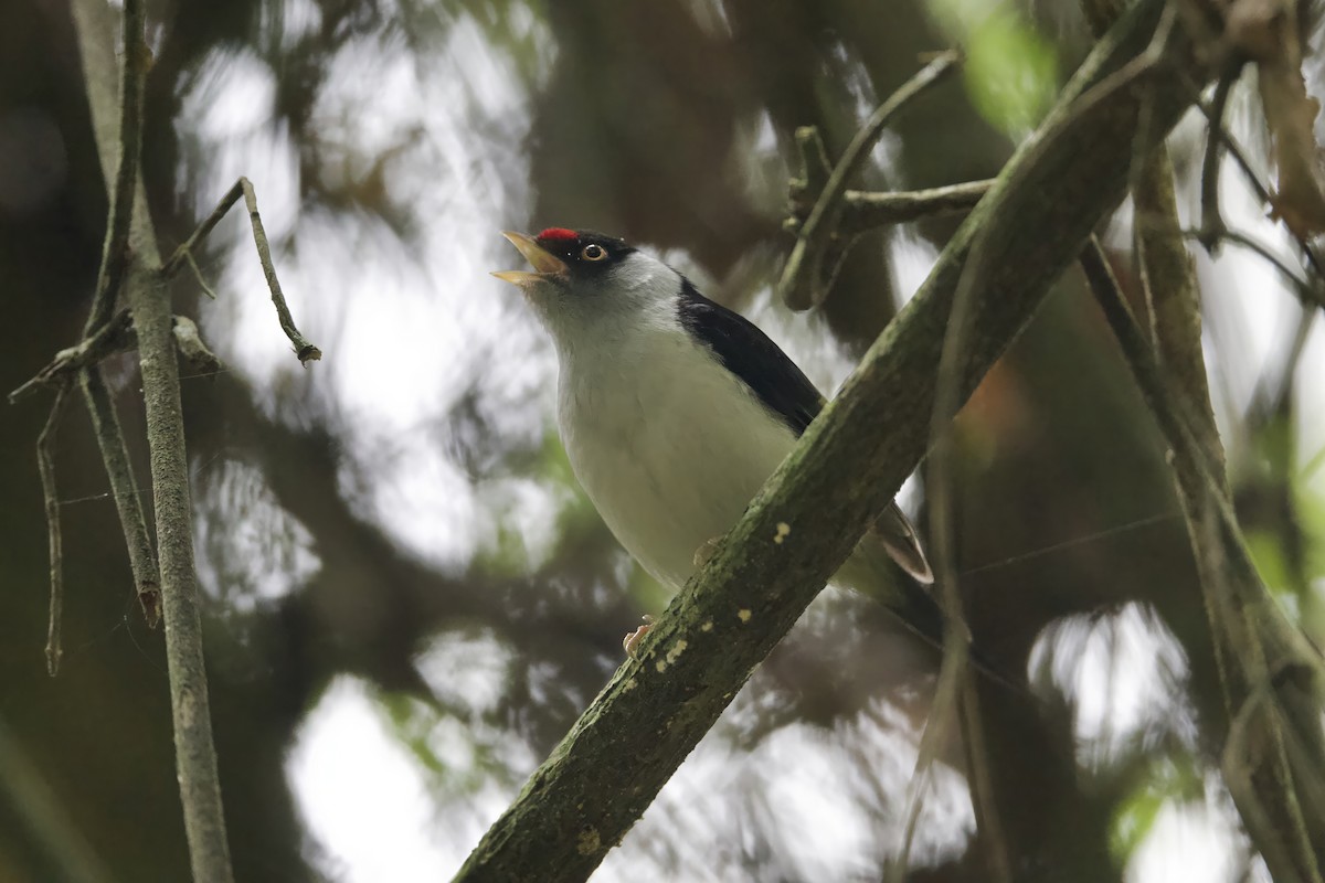 Pin-tailed Manakin - ML641554055