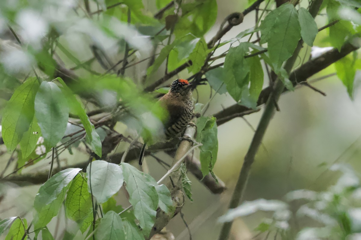 Ochre-collared Piculet - ML641554063
