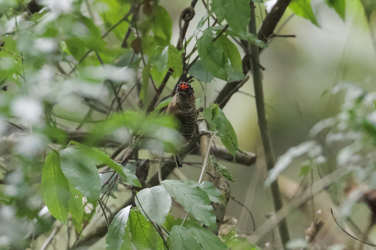 Ochre-collared Piculet - ML641554064