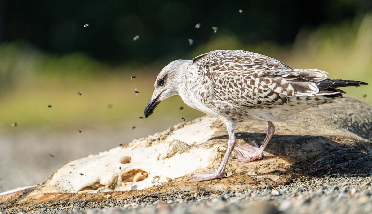 Great Black-backed Gull - ML641554067