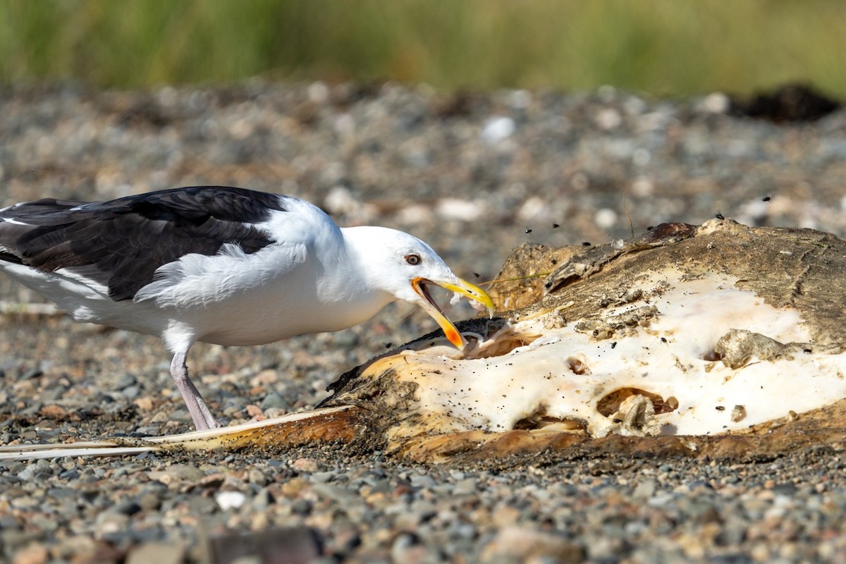 Great Black-backed Gull - ML641554068