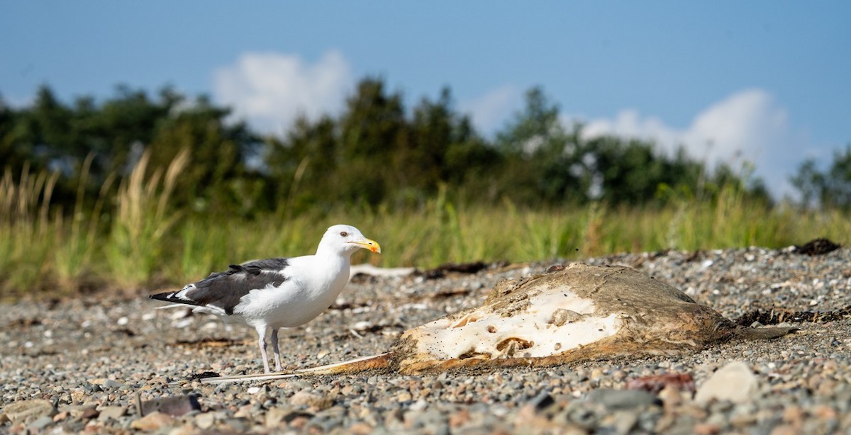 Great Black-backed Gull - ML641554070