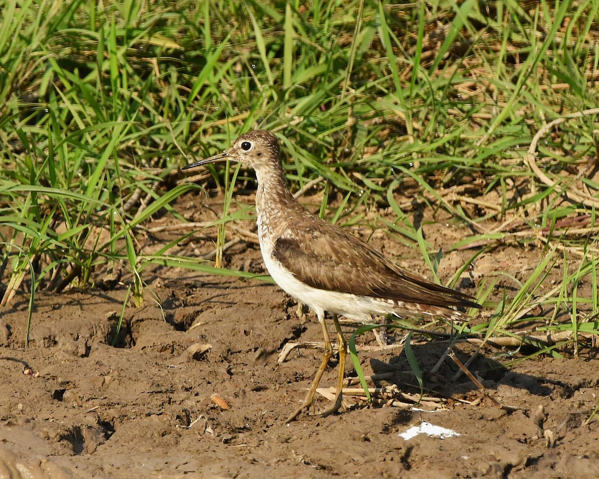 Solitary Sandpiper - ML641554071