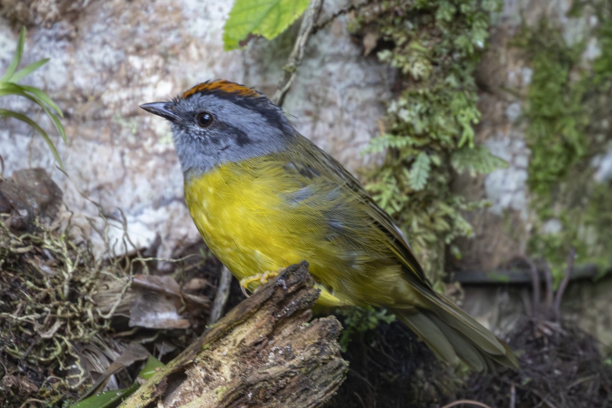 Russet-crowned Warbler - ML641554086