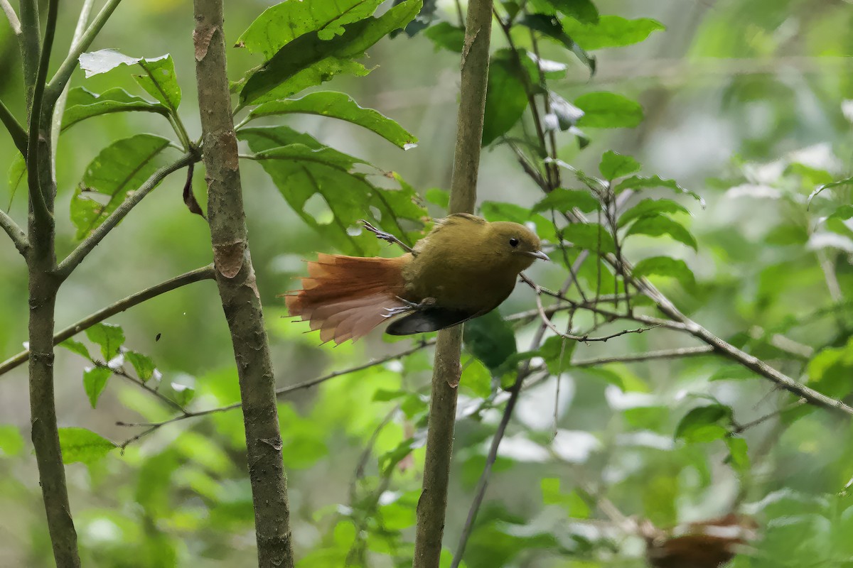Olivaceous Woodcreeper - ML641554091