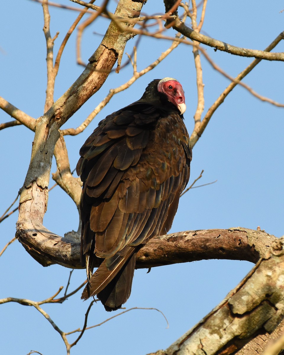 Turkey Vulture (Tropical) - ML641554139