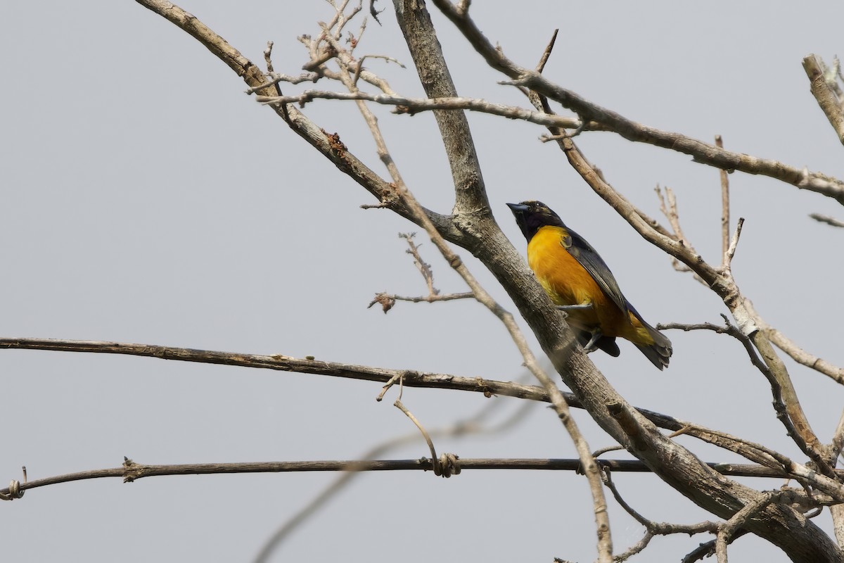 ロライマスミレフウキンチョウ - ML641554143