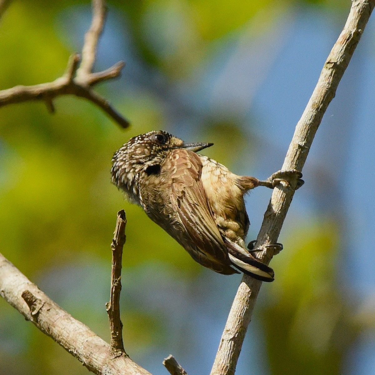 White-wedged Piculet - ML641554148