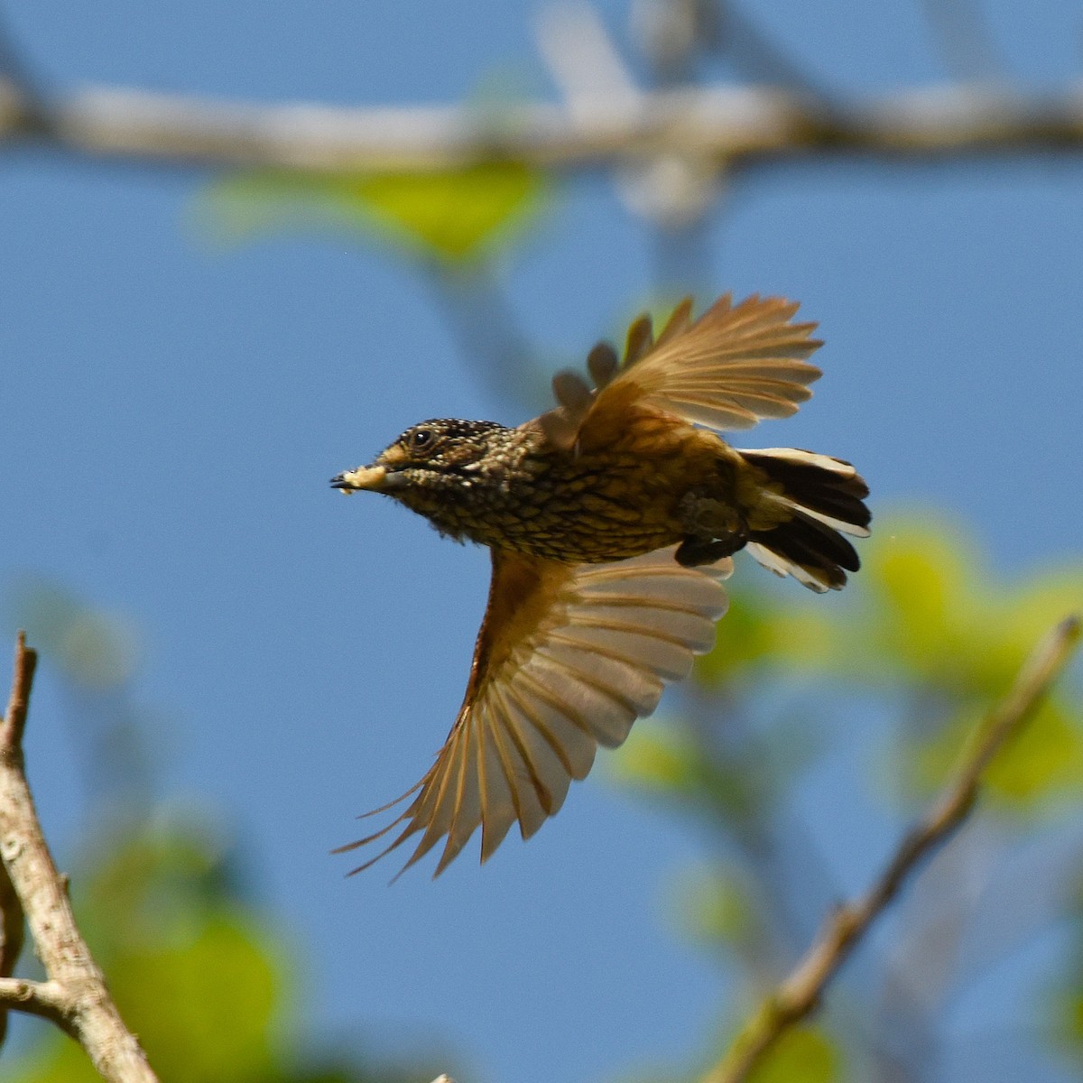 White-wedged Piculet - ML641554149