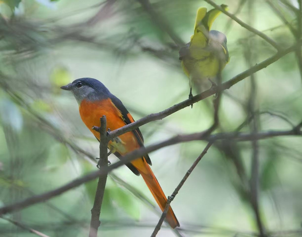 Graukehl-Mennigvogel - ML641554150