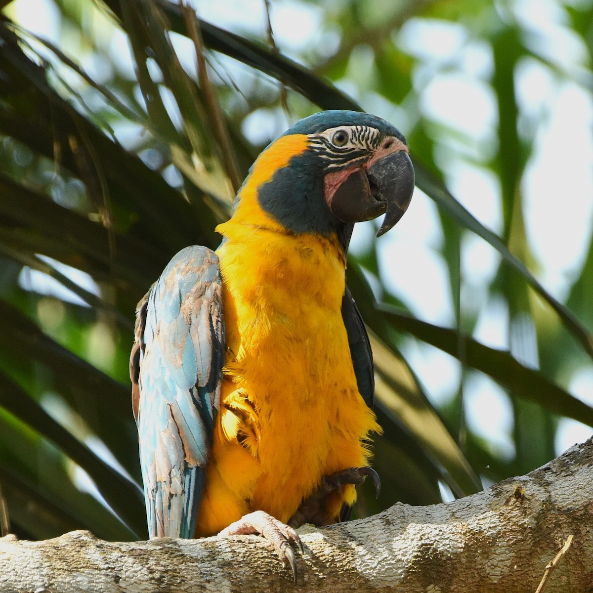 Blue-throated Macaw - ML641554172