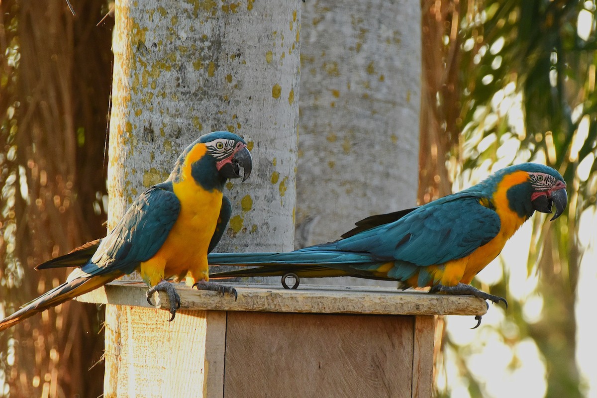 Blue-throated Macaw - ML641554173