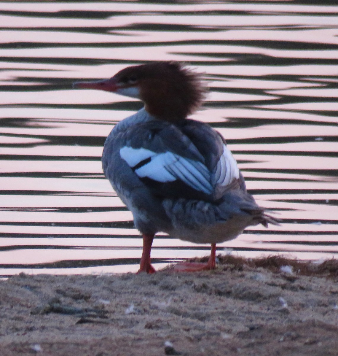 Common Merganser - ML641554190
