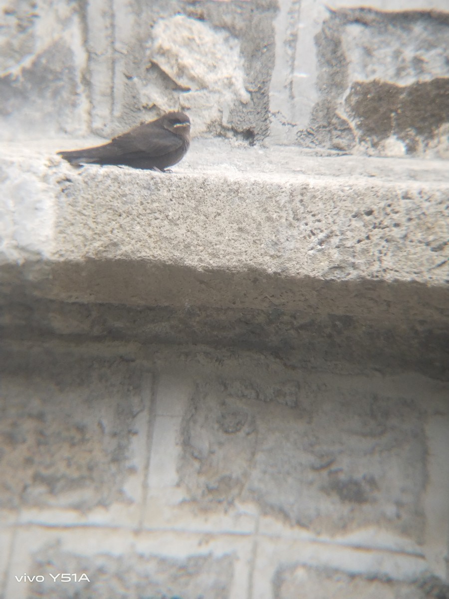 Dusky Crag-Martin - ML641554194