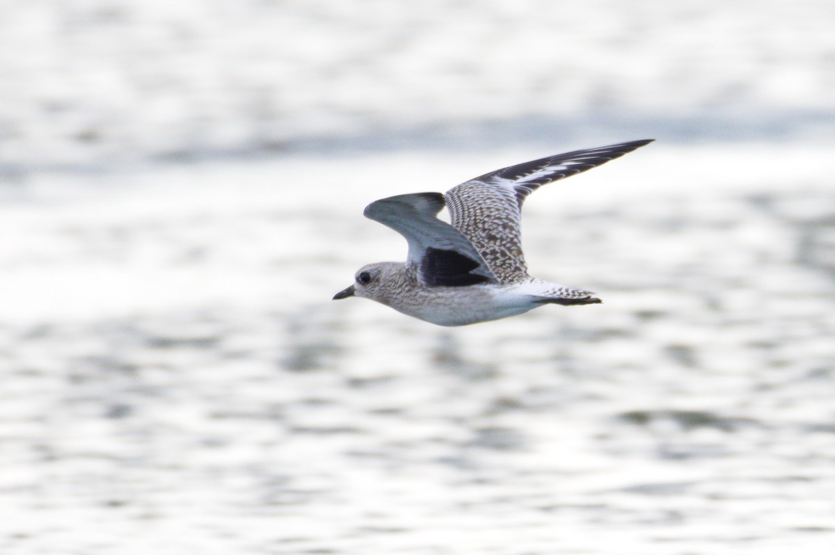 Black-bellied Plover - ML641554197