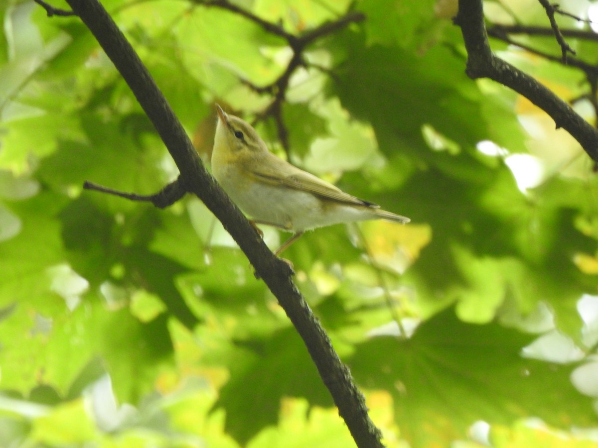 Wood Warbler - ML641554236