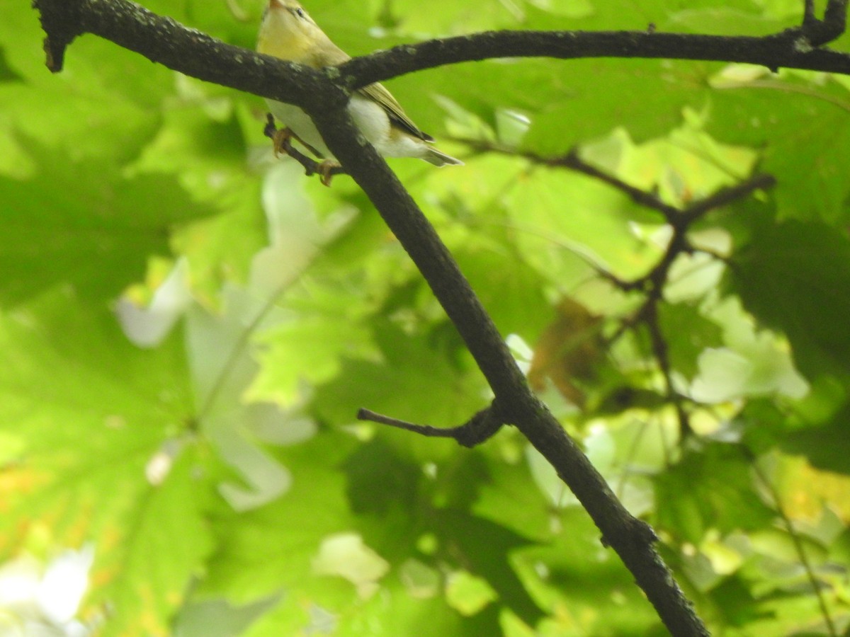 Wood Warbler - ML641554237