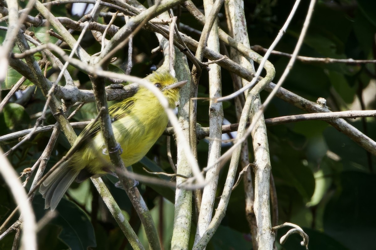 Ochre-lored Flatbill - ML641554264