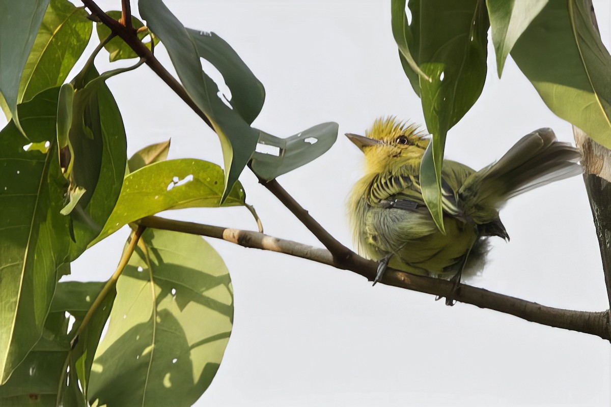 Ochre-lored Flatbill - ML641554271