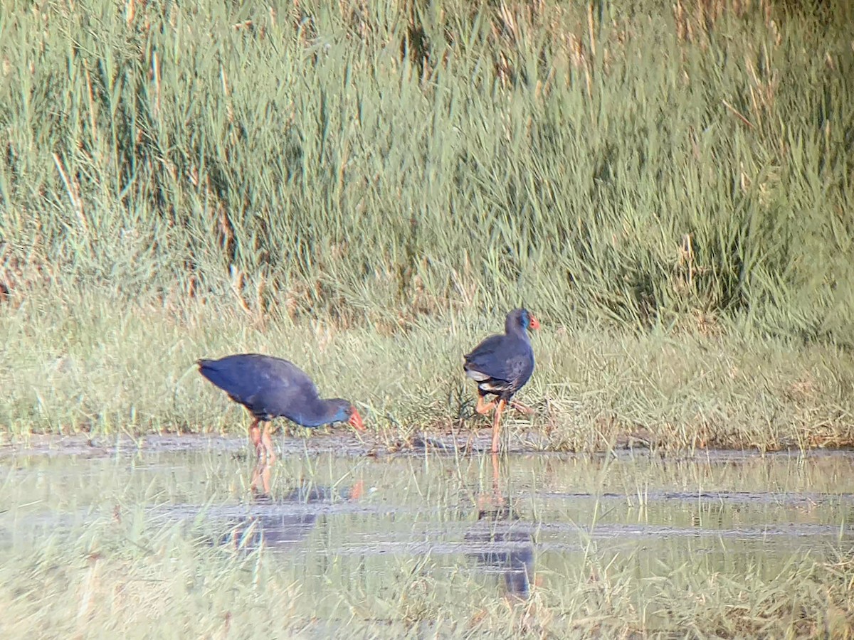 Western Swamphen - ML641554281