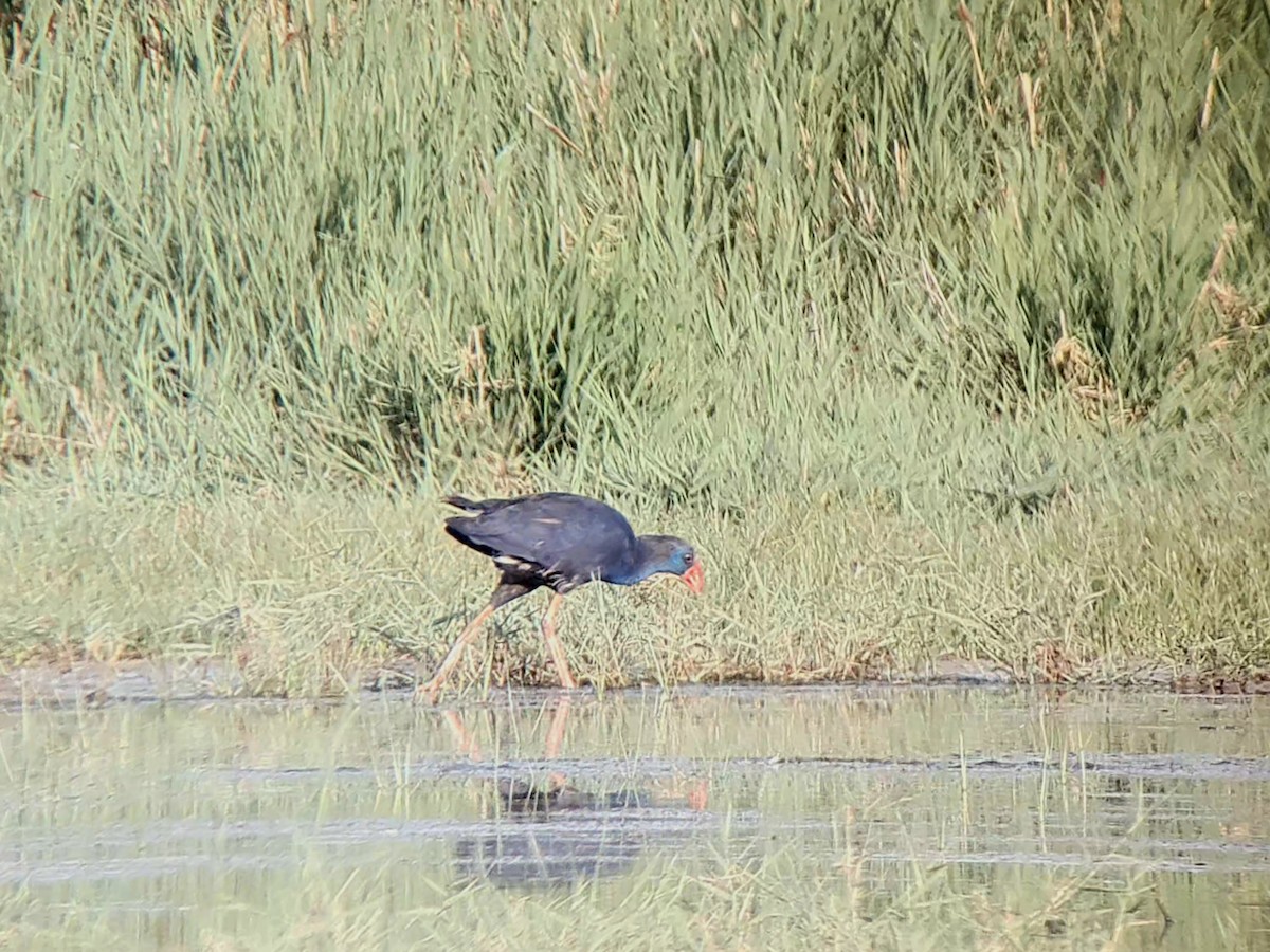 Western Swamphen - ML641554307