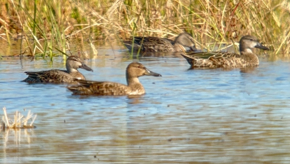 Cinnamon Teal - ML641554376