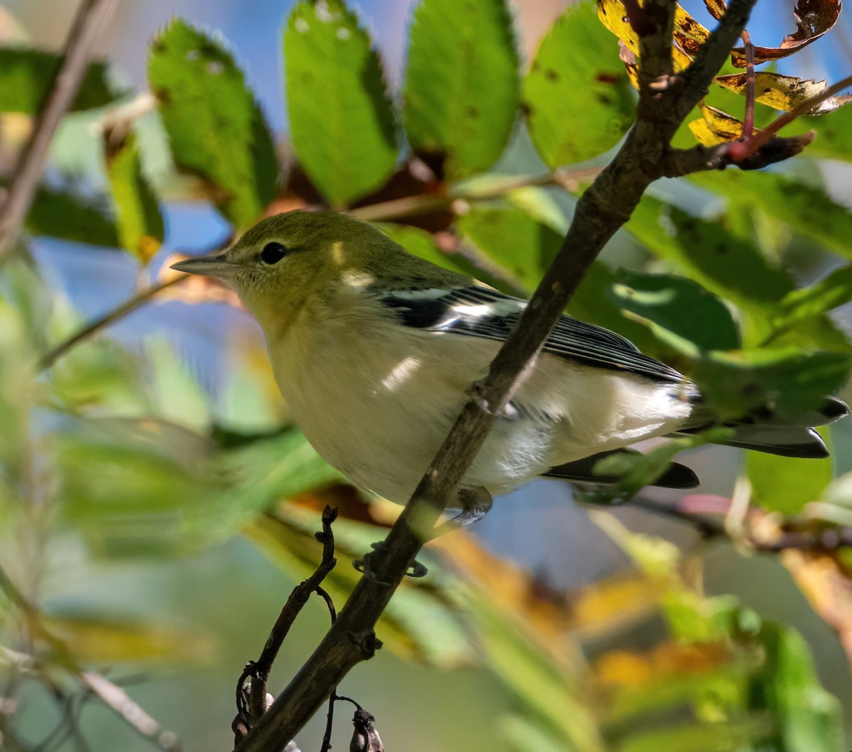 Bay-breasted Warbler - ML641554438