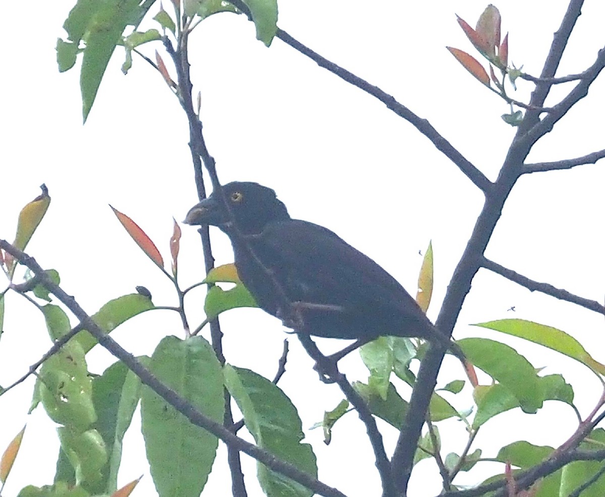 Vieillot's Black Weaver - ML641554453