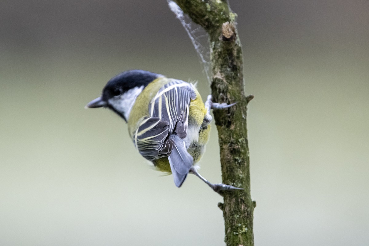 Eurasian Blue Tit - ML641554483