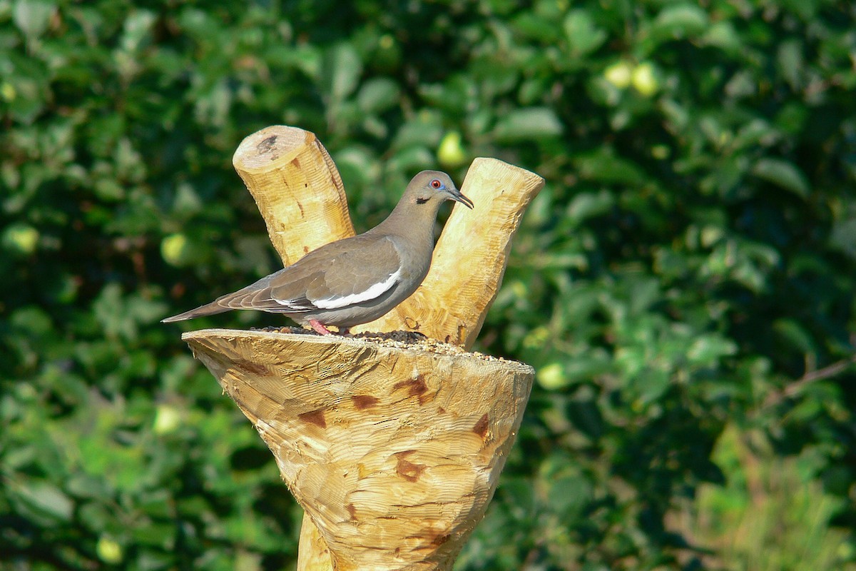 White-winged Dove - ML641554506