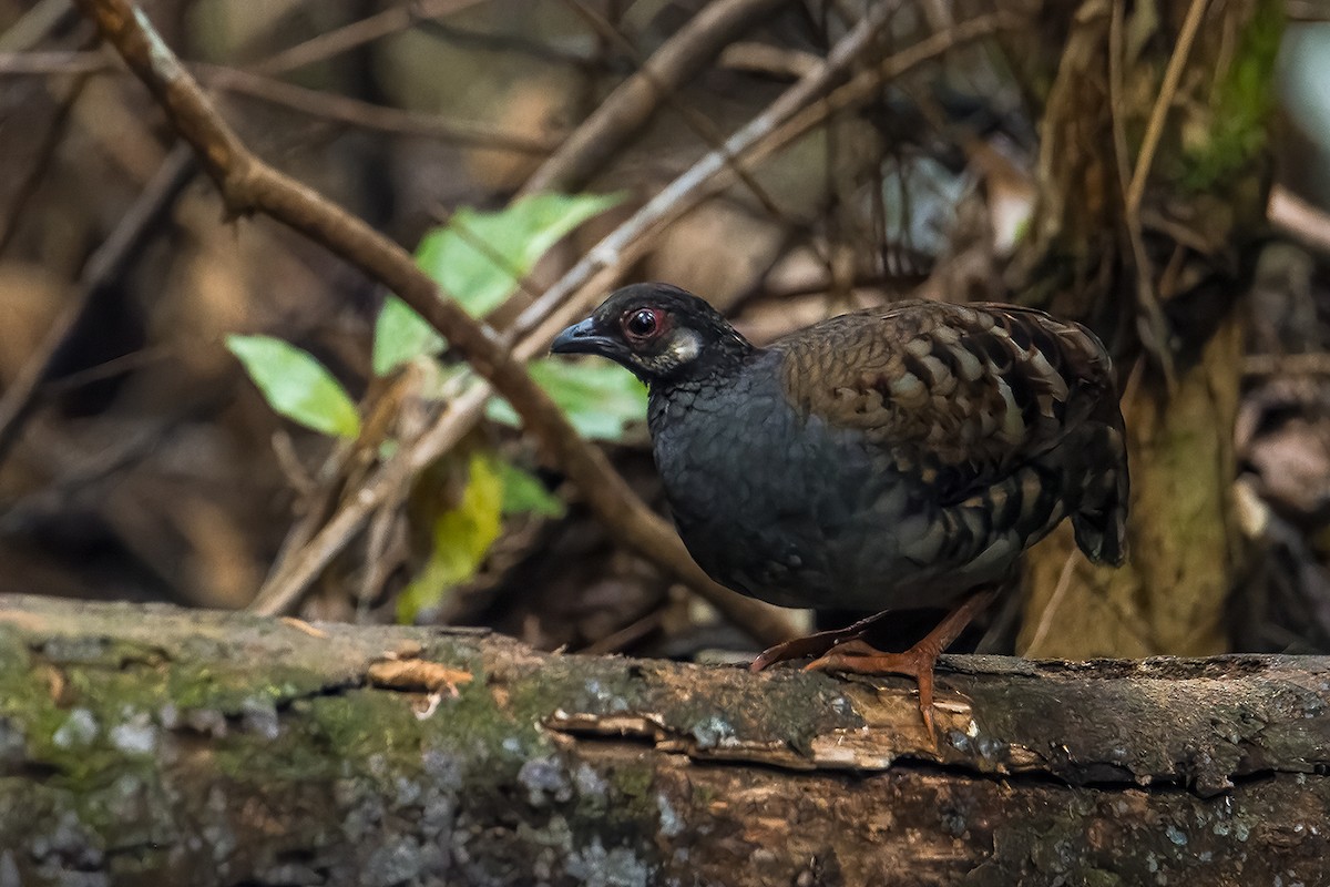 Malayan Partridge - ML641554568