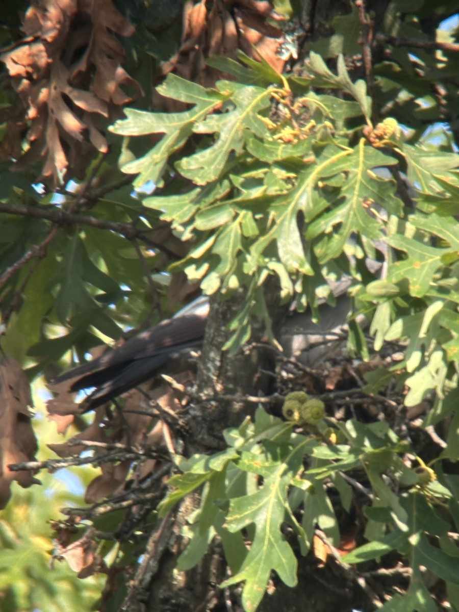 Mississippi Kite - ML641554573