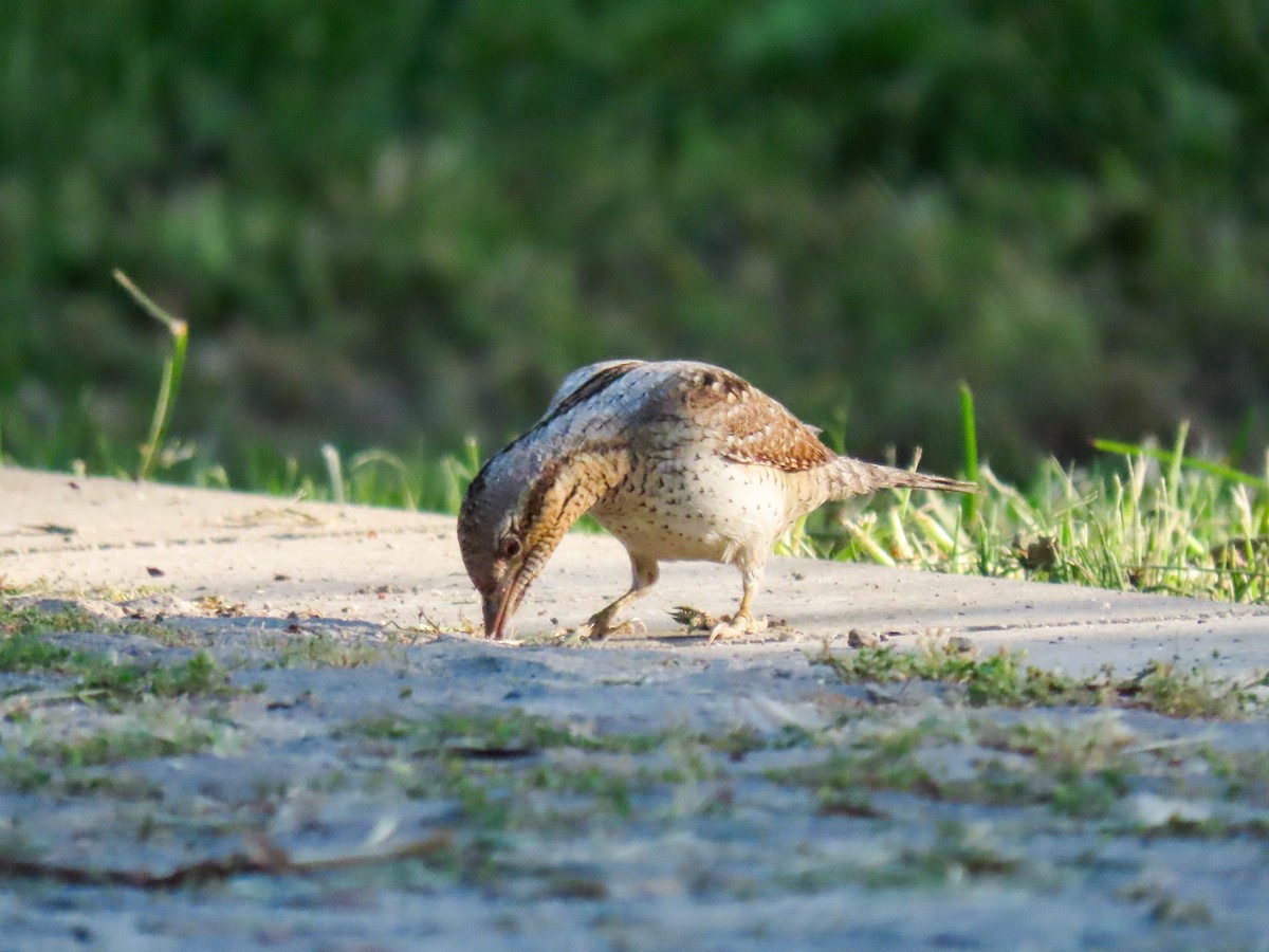 Eurasian Wryneck - ML641554593