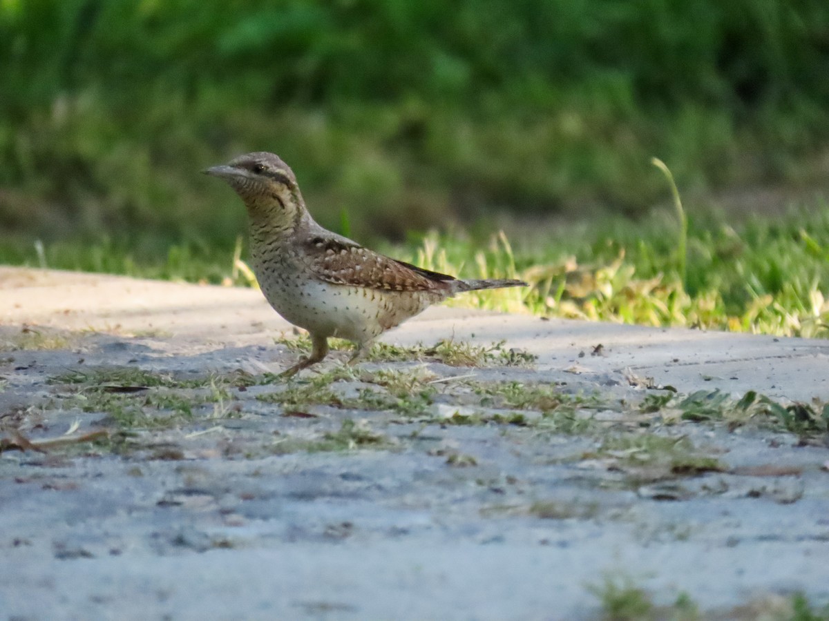 Eurasian Wryneck - ML641554594
