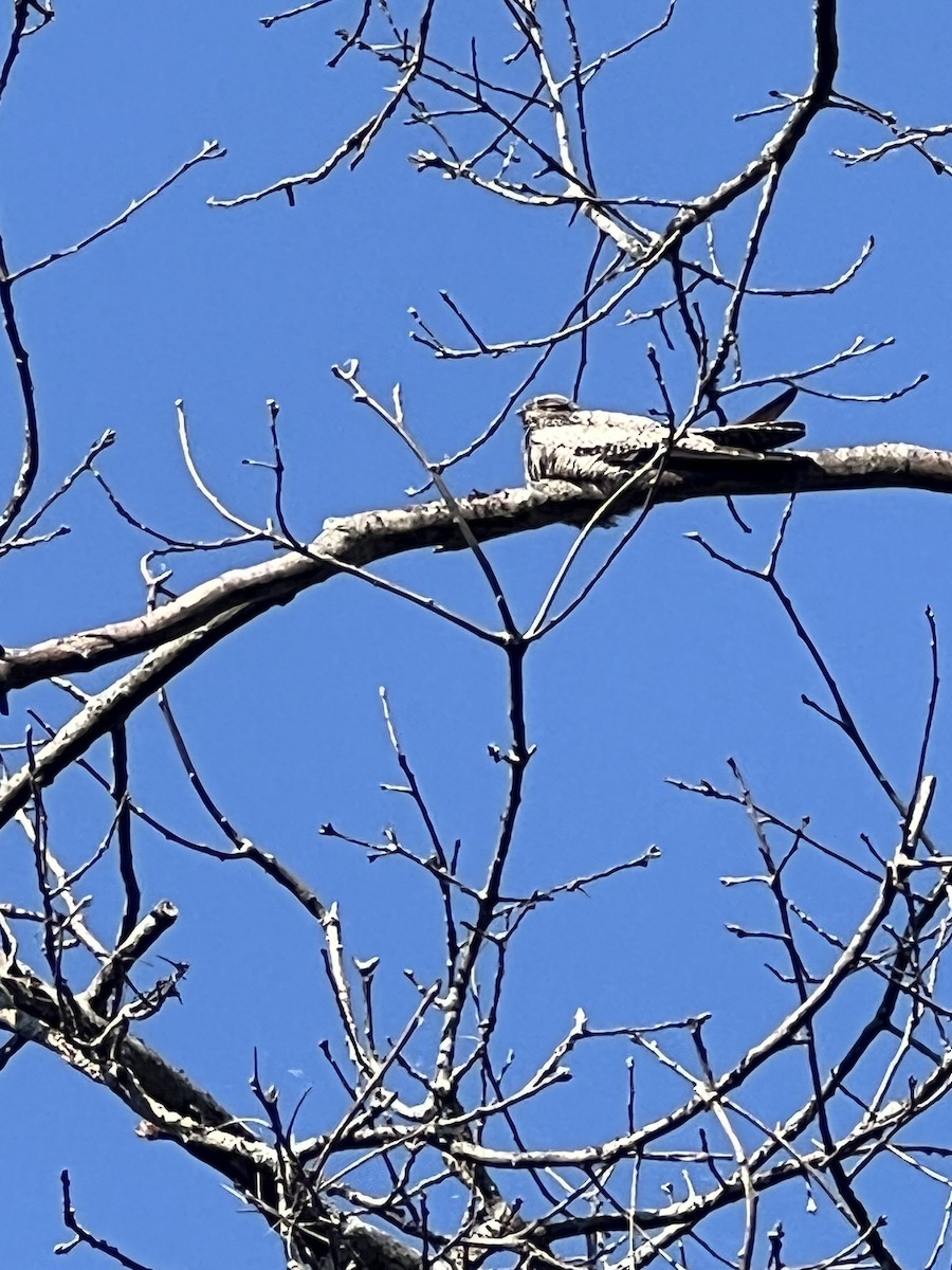 Common Nighthawk - ML641554610